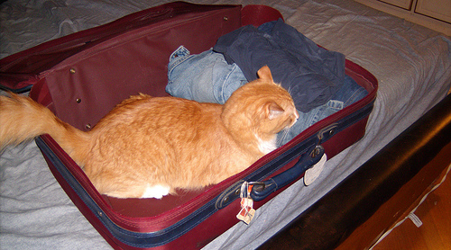 Cat in suitcase