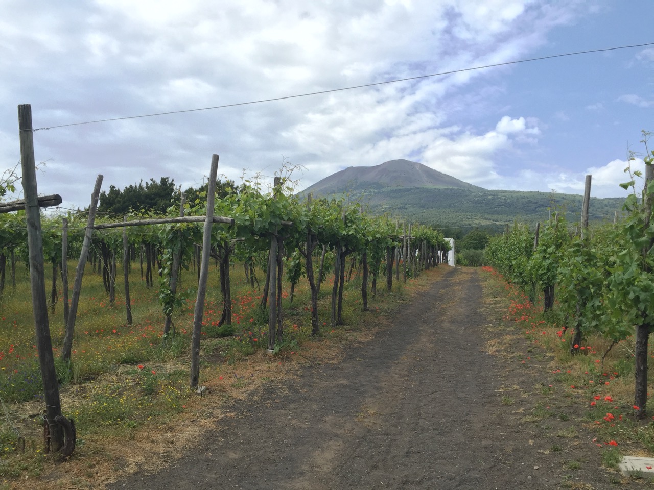 VIneyard with Vesuvius in background