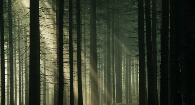 Romania’s Haunted Hoia Baciu Forest