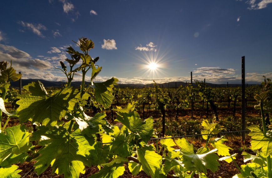 Wine Regions and Wines of Croatia