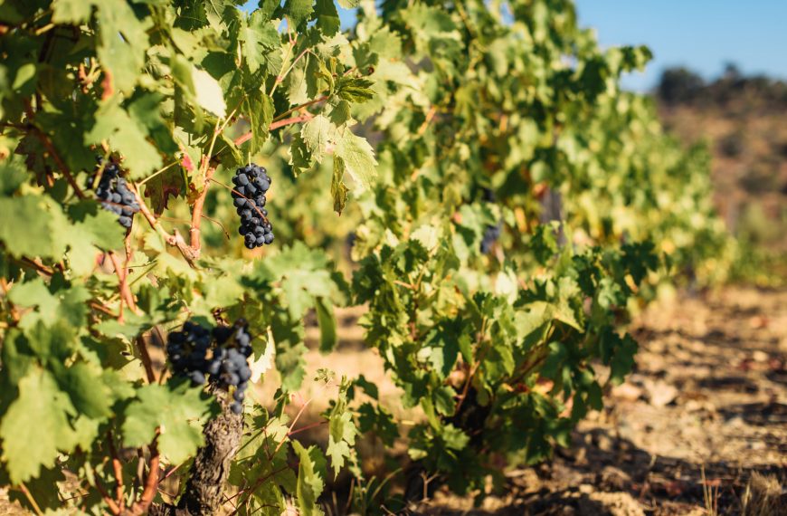 Meet Plavac Mali, Croatia’s Most Popular Grape