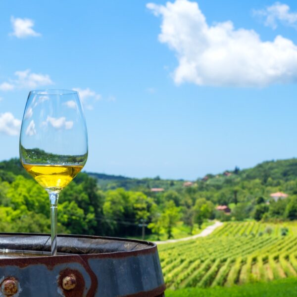 This image shows a glass of white wine on a wooden barrel. In the background, stretches of vineyards and gorgeous landscape are visible. This scenery is common near the best wineries in Split.